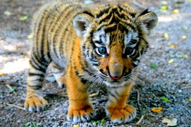Baby Tiger Wallpapers Desktop