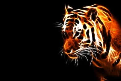 Download Tigers Wallpapers 1920x1080
