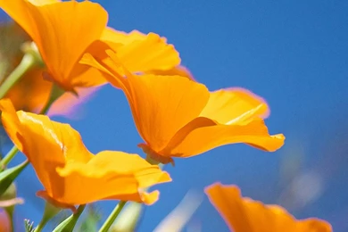 Best Home Screen Wallpapers Iphone 5   Wallpapers