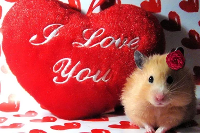 I Love You Heart Images And Desktop Wallpapers Love Pictures ...