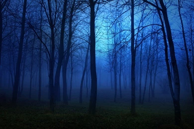 Forest Nature Tree Landscape Night Fog Mist Dark Spooky Wallpapers ...