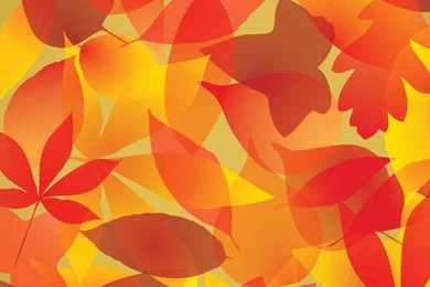 Autumn Leaves Backgrounds