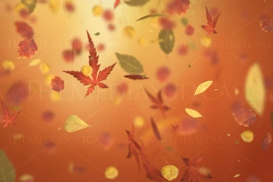 Autumn Leaves Backgrounds Video Loop   HD