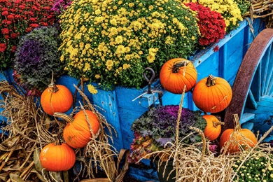 Autumn Harvest Wallpapers » WallDevil   Best Free HD Desktop And ...