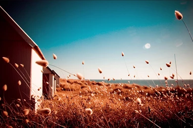 Wallpapers PHOTOGRAPHY WALLPAPER 921