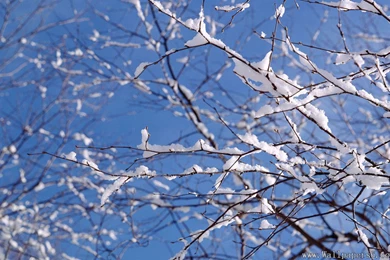 Branch With Snow － Landscape Wallpapers   Free Download ...