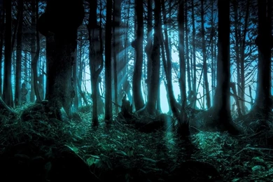Forest,Halloween Forest Halloween Scary Pacific 2560x1920 ...