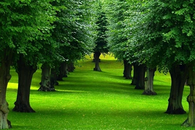 2017 Trees Wallpapers HD