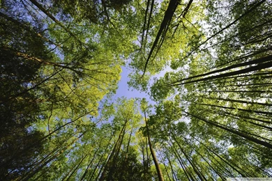 Tall Trees, Forest HD Desktop Wallpapers : Widescreen : High ...