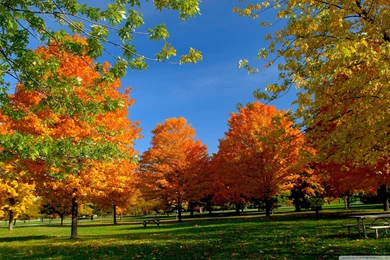 Download Orange Fall Trees Wallpapers   Wallpapers Printed