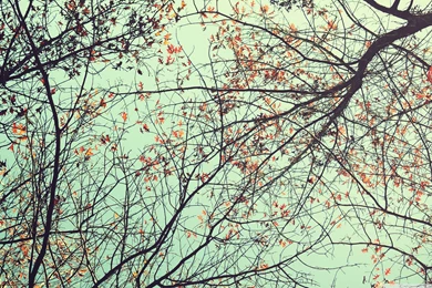 Обои На Айпад, Eye, Trees, 2880x1800 HD Wallpapers And FREE Stock Photo