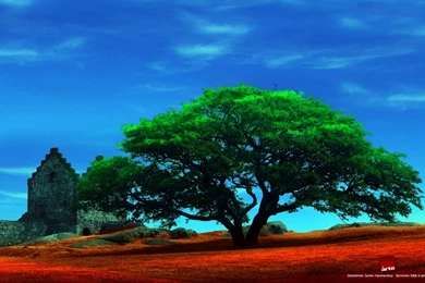 1273 Tree HD Wallpapers
