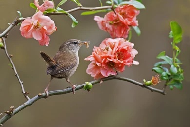 Wren Bird Branch Flowers Blooms Wallpapers
