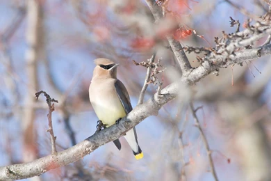 Desktop Wallpaper: Birds