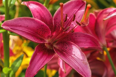 Birds And Blooms Wallpapers ~ Wallpapers Pictures 2