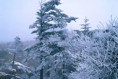 Birds And Blooms Wallpapers ~ Wallpapers & Pictures