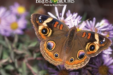 Wallpapers Violet Butterfly Free Birds Blooms 800x600