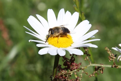 Birds And Blooms   Flora And Fauna Wallpapers (23861630)   Fanpop ...