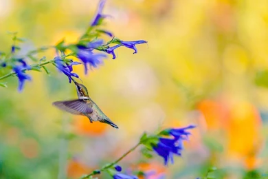 Birds: Hungry Color Branch Humming Bird Blooms Im Picture Gallery ...