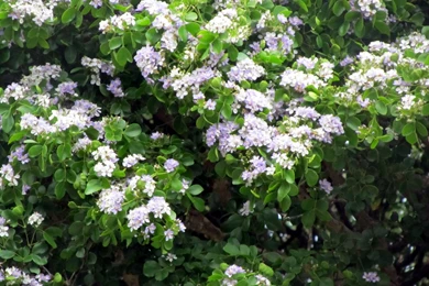 Birds And Blooms   Flora And Fauna Wallpapers (23861630)   Fanpop ...