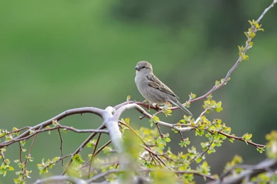 Desktop Wallpaper: Birds