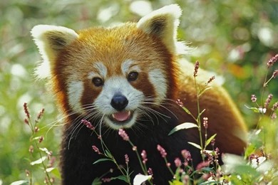 Birds And Blooms Flora And Fauna Wallpapers 23861681 Fanpop ...