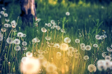 Dandelion Pictures Collection (45+)