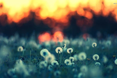 Dandelion Wallpapers