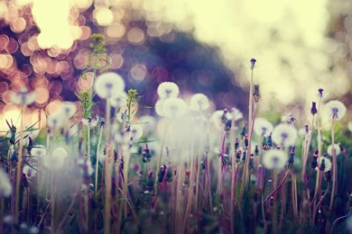 Dandelion Images And Wallpapers Download