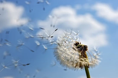 Download The Seeding Dandelion Wallpaper, Seeding Dandelion iPhone ...