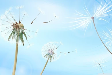 Blowing Dandelion Wallpapers   Danasrhp.top
