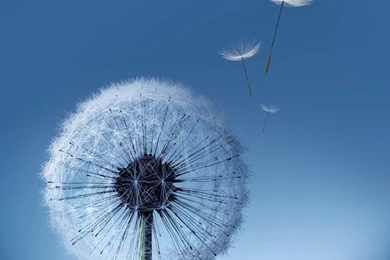 Galaxy S3 Dandelion HD Wallpapers