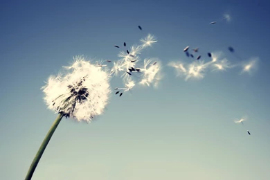 Dandelion HD Wallpapers