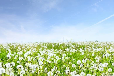 White Dandelions Field HD Desktop Wallpapers : Fullscreen : Mobile ...