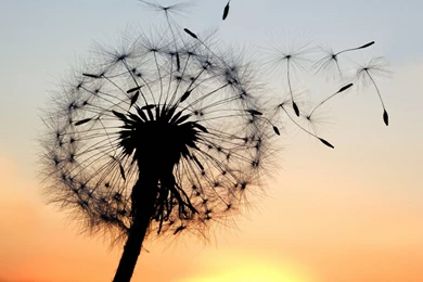 Dandelion Pictures Collection (45+)