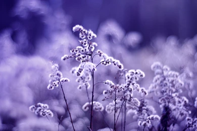 Dandelions On A Purple Backgrounds Wallpapers