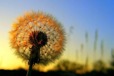 Flowers,dandelions Flowers Dandelions 1920x1536 Wallpapers ...