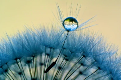 Dandelion Pictures Collection (45+)