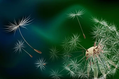 Dandelion Images