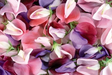 Purple And Pink Flowers iPad Wallpapers Download