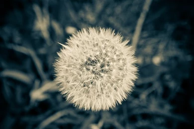 Closeup Flowers Dandelions Depth Of Field – Nature Fields HD ...