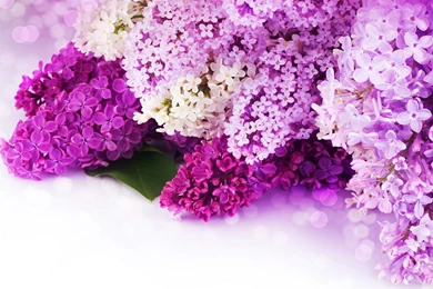Background, Wallpaper, Pink And Purple Flower Backgrounds Hd ...