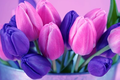 Divine Spring Tulips Wallpapers