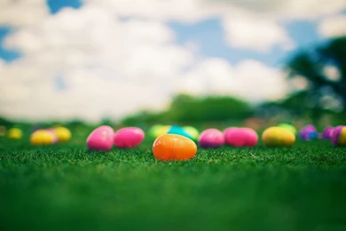 Plastic Eggs Wallpapers
