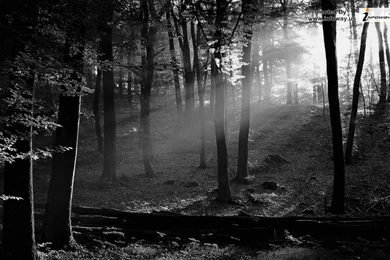 Black And White Nature Wallpapers   Photo 82 Of 267