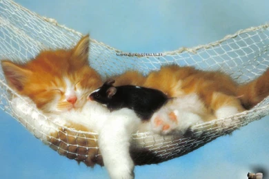 Cute Little Kitten   Cute Kittens Wallpapers (16288228)   Fanpop