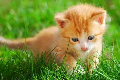 Adorable Cat Little Kitten In The Grass – Animals Cats HD Desktop ...