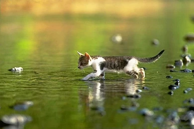 Super Cute Little Kittens Wallpapers 15   Wallcoo.net