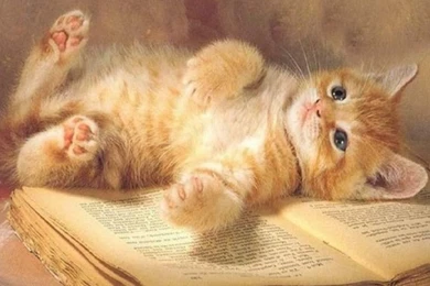 Adorable Kitten Lying