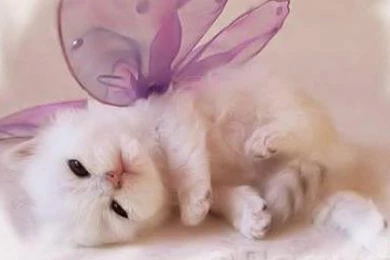 Cute Kittens   Wallpaper.